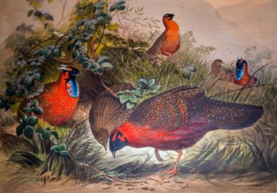 Boynuzlu Tragopan, 1861 by Joseph Wolf
