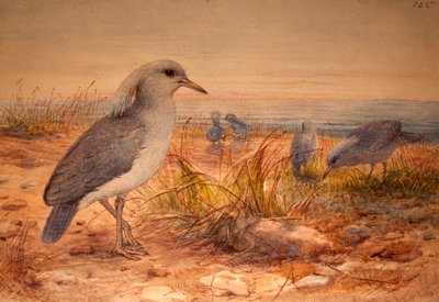 Kagu (Rhinochetus jubatus), c.1851-76 (kağıt üzerinde wc ve kurşun kalem) by Joseph Wolf