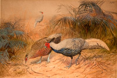 Çizgili Kaleege (Euplpcamus lineatus), c.1851-76 (kağıt üzerine wc ve kurşun kalem) by Joseph Wolf
