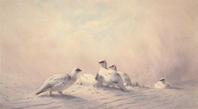 Ptarmigan, Kış, 1873 (wc) by Joseph Wolf