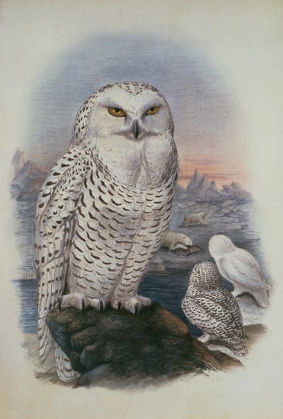 Kar Baykuşu, Nyctea Nivea (suluboya) by Joseph Wolf