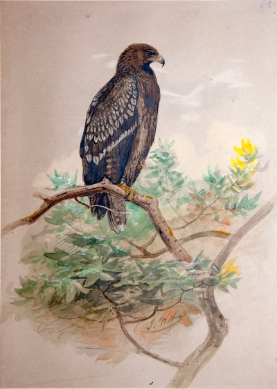 Benekli Kartal (Aquila clanga), 1856-67 by Joseph Wolf