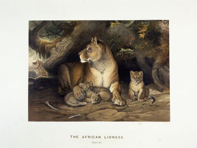 Afrika Dişi Aslanı, c.1880-1883 by Joseph Wolf