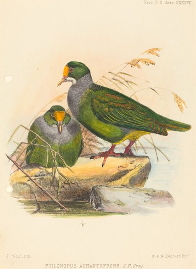 İki Kuş (Ptilonopus Auranthfrons) by Joseph Wolf