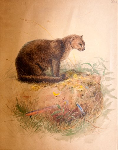Yagurundi Kedi, 1851-69 by Joseph Wolf