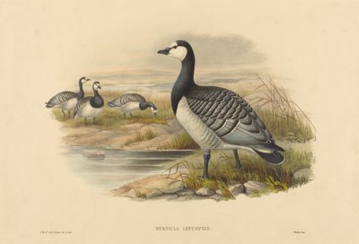 Barnacle Kazı (Bernicla Leucopsis) by Joseph Wolf and H.C. Richter