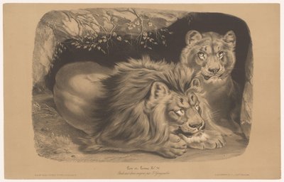 aslan ve dişi aslan Lion et Lionne (nesne üzerindeki başlık) İki tür tebeşirde hayvan çalışmaları (dizi başlığı) Etude aux deux boya kalemleri par Z. Gengembre (nesne üzerinde seri başlığı) by Joseph Zephyris Gengembre