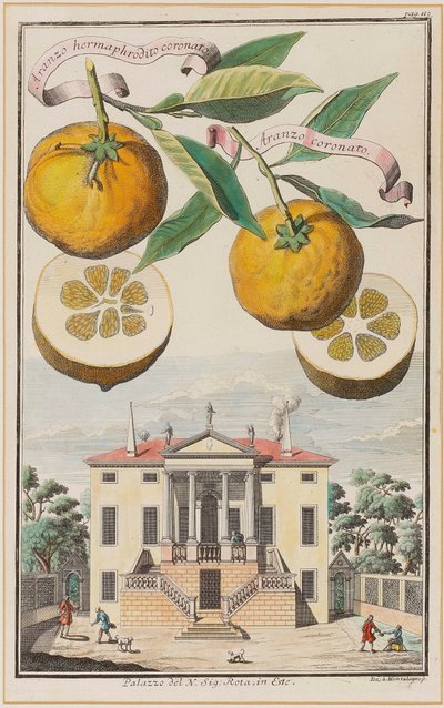 Taçlı Hermafrodit Aranzo. by Joseph de Montalegre