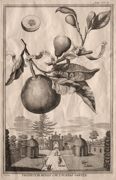 Nurnbergische Hesperides: Limon bergamot kişizin gientile by Joseph de Montalegre
