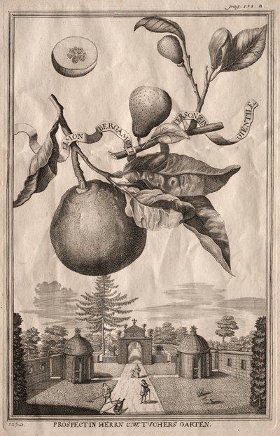 Nurnbergische Hesperides: Limon bergamot personzin gientile, 1714. by Joseph de Montalegre