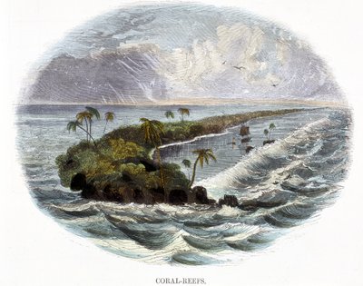 Mercan Resifleri, Doğa Olaylarından 1849 by Josiah Wood Whymper