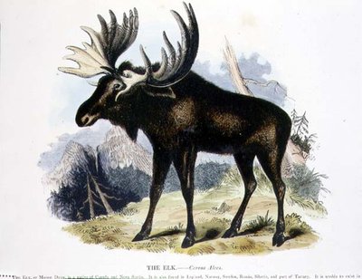 Elk (Cervus alces) eğitici illüstrasyon pub. Hıristiyan Bilgisini Teşvik Derneği tarafından by Josiah Wood Whymper