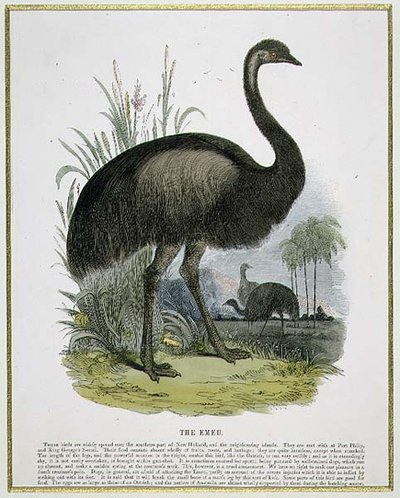 Emu, eğitici illüstrasyon barı. Hıristiyan Bilgisini Teşvik Derneği tarafından by Josiah Wood Whymper