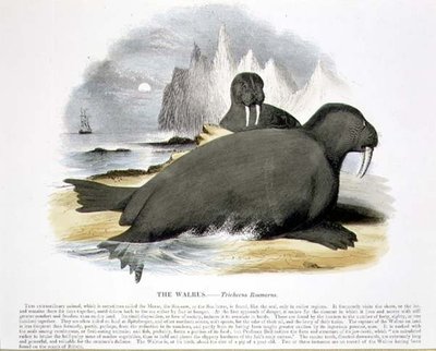Mors (Trichecus rosmarus) eğitici illüstrasyon barı. Hıristiyan Bilgisini Teşvik Derneği tarafından by Josiah Wood Whymper