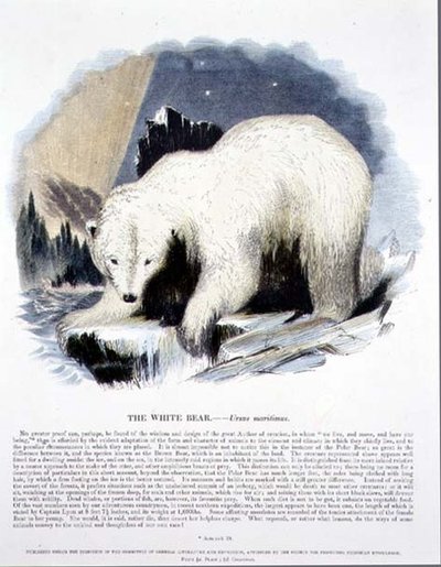 Beyaz Ayı (Ursus maritimus) eğitici illüstrasyon pub. Hıristiyan Bilgisini Teşvik Derneği tarafından by Josiah Wood Whymper