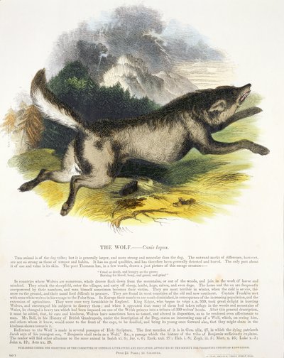 Kurt (Canis lupus) eğitici illüstrasyon barı. Hıristiyan Bilgisini Teşvik Derneği tarafından, 1843 (aquatint) by Josiah Wood Whymper