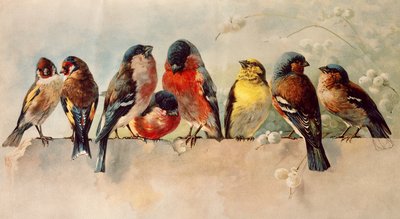 Kuşlar by Josse Photo