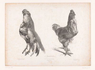 Ölü ve yaşayan bir tavuğun incelenmesi Hayvan çalışmaları (dizi adı) Petites études d'animaux (dizi adı) by Jules Joseph Augustin Laurens