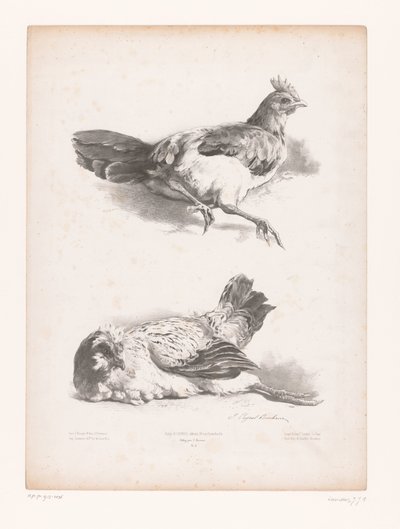 İki yalancı tavuğun incelenmesi Hayvan çalışmaları (dizi başlığı) Petites études d'animaux (dizi başlığı) by Jules Joseph Augustin Laurens