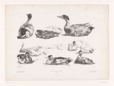 Yatan ördek gruplarının çalışmaları Hayvan çalışmaları (dizi başlığı) Petites études d'animaux (dizi başlığı) by Jules Joseph Augustin Laurens