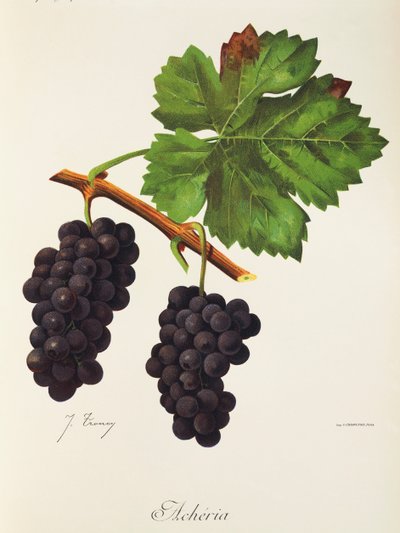 Acheria üzümü, J. Troncy by Jules Troncy