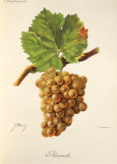 Ahumat üzümü, J. Troncy by Jules Troncy