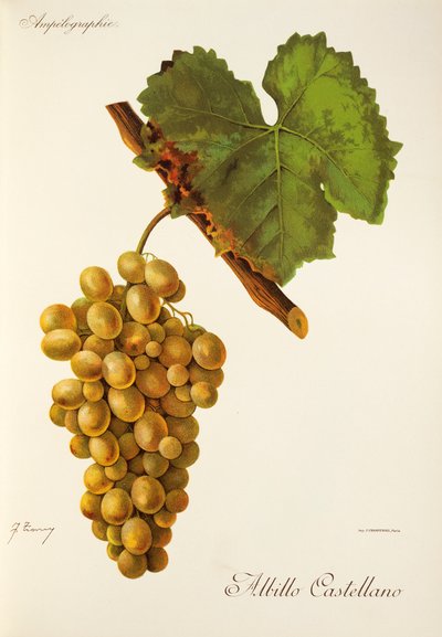 Albillo Castellano üzümü, J. Troncy by Jules Troncy