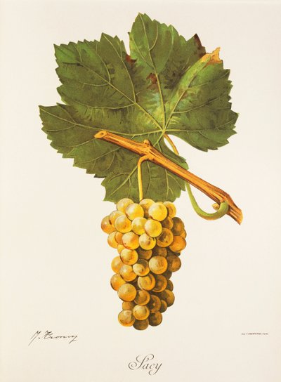 Albourla üzümü, J. Troncy by Jules Troncy