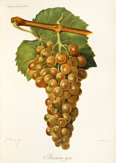 Aramon Gris üzümü, J. Troncy by Jules Troncy