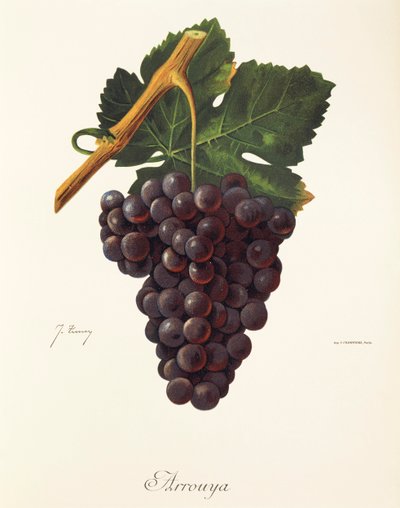 Arrouya üzümü, J. Troncy by Jules Troncy