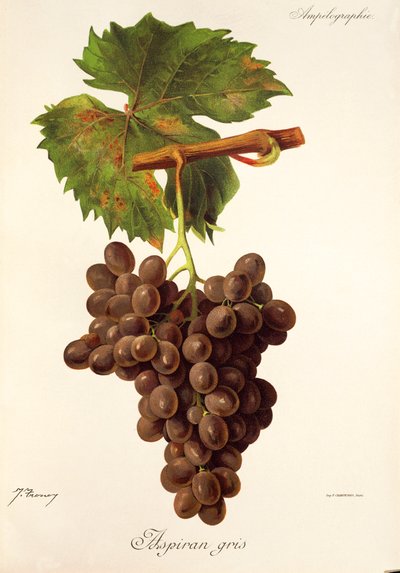 Aspiran Gris üzümü, J. Troncy by Jules Troncy