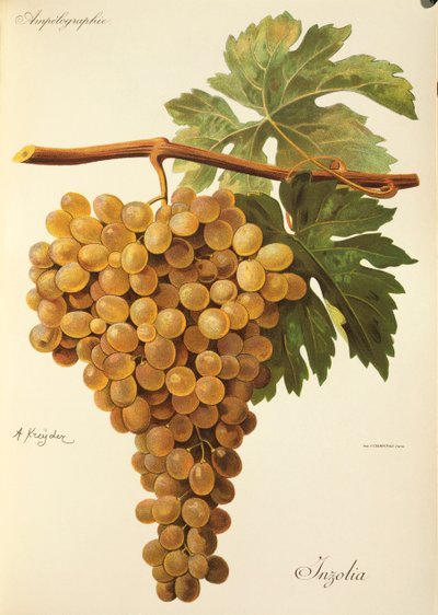 Aspiran üzümü, J. Troncy by Jules Troncy