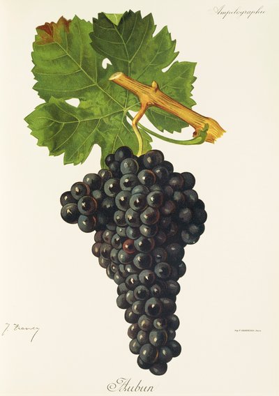 Kumral üzümü, J. Troncy by Jules Troncy