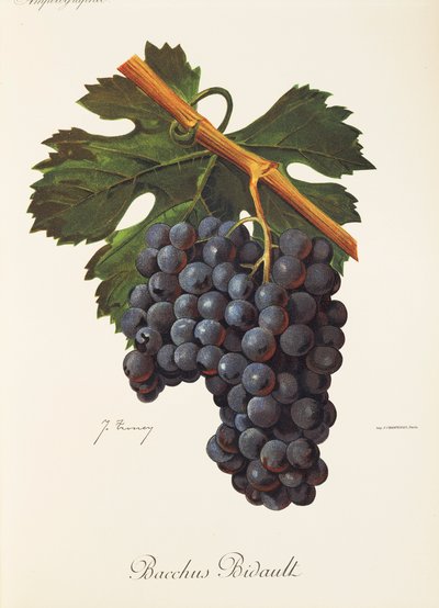 Bacchus Bidault üzümü, J. Troncy by Jules Troncy