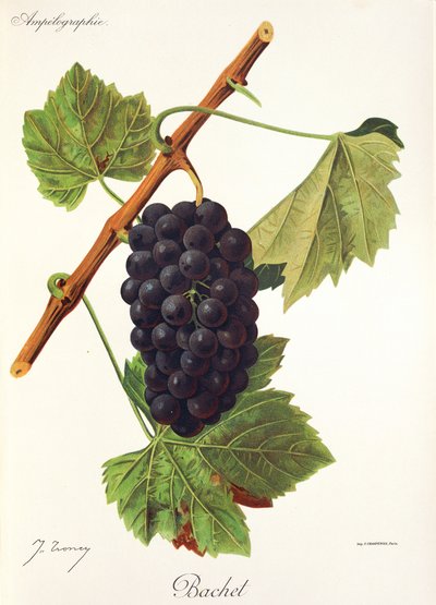 Bachet üzüm, J. Troncy by Jules Troncy