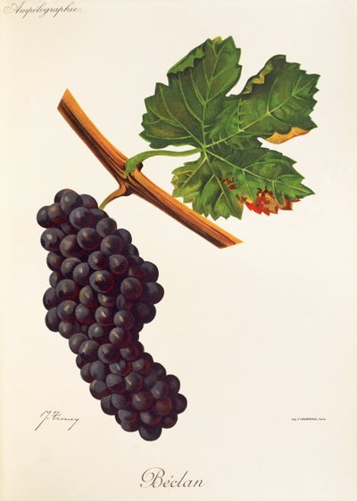 J. Troncy tarafından Beclan üzümü by Jules Troncy