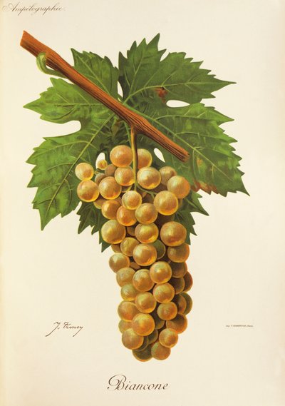 Biancone üzümü, J. Troncy by Jules Troncy