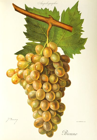 J. Troncy tarafından Bicane üzümü by Jules Troncy