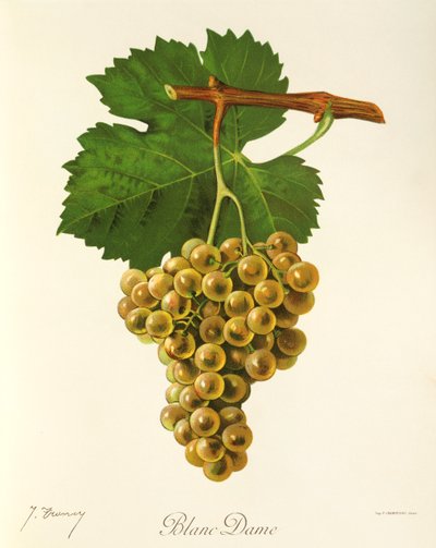 Blanc Dame üzümü, J. Troncy by Jules Troncy