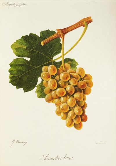 Bourboulenc üzümü, J. Troncy by Jules Troncy