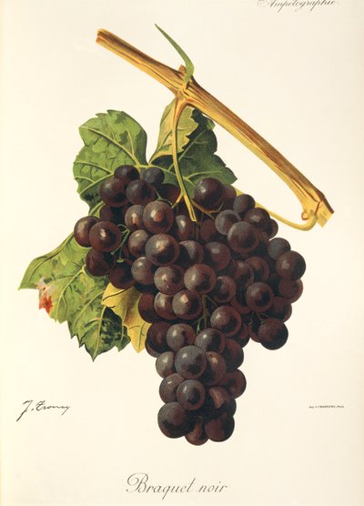 J. Troncy tarafından Braquet Noir üzümü by Jules Troncy