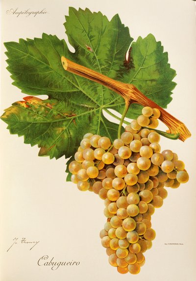 Cabugueiro üzümü, J. Troncy by Jules Troncy