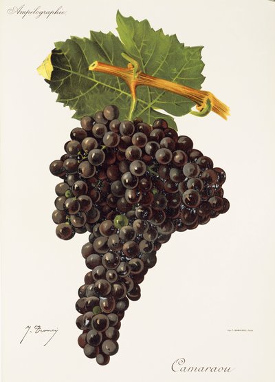 Camaraou üzümü, J. Troncy by Jules Troncy