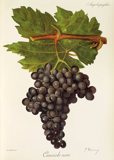 Canaiolo Nero üzümü, J. Troncy by Jules Troncy