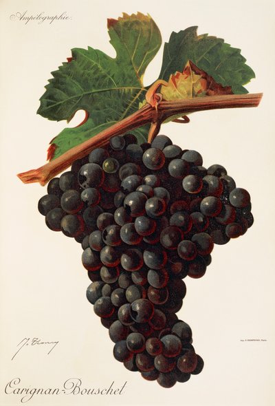 Carigna-Bouschet üzümü, J. Troncy by Jules Troncy