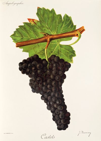 Castets üzüm J. Troncy by Jules Troncy