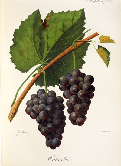 Catawba üzümü, J. Troncy by Jules Troncy