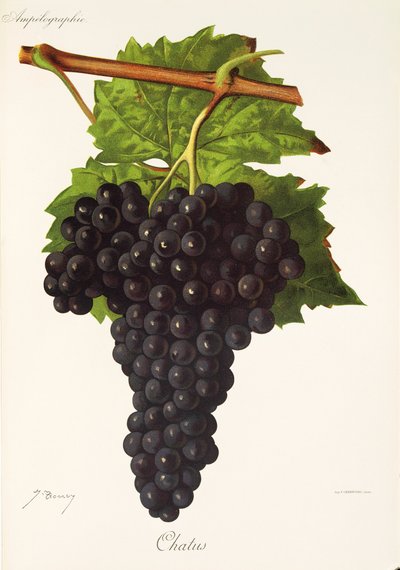 Chatus üzümü, J. Troncy by Jules Troncy