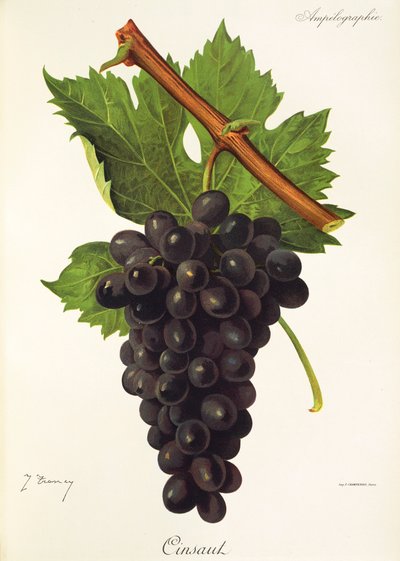 Cinsaut üzümü, J. Troncy by Jules Troncy