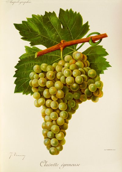 Clairette Egreneuse üzümü, J. Troncy by Jules Troncy